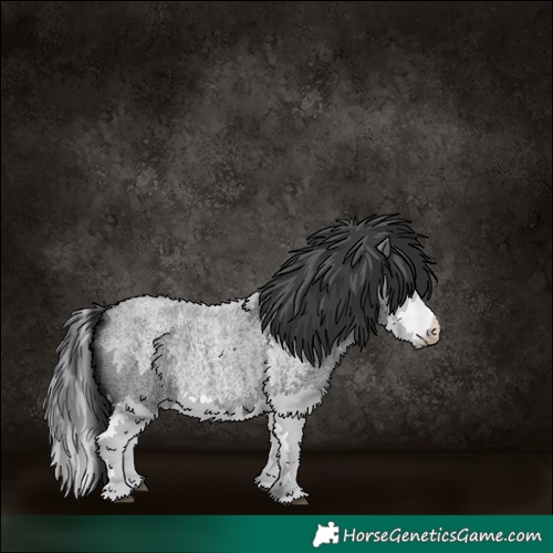 Horse Color:Blue Roan Splash 
