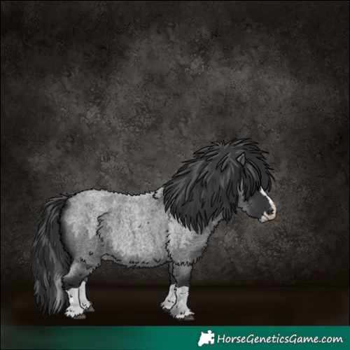Horse Color:Blue Roan Splash 