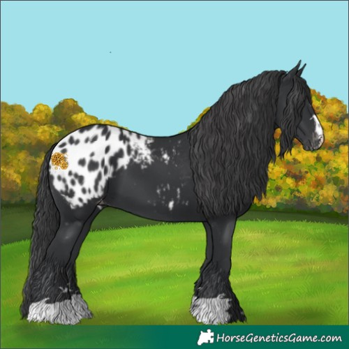 Horse Color:Black Appaloosa 