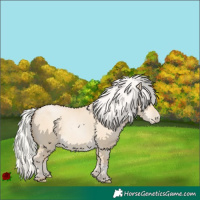 Horse Color:Silver Buckskin Pearl Dun