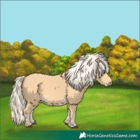 Horse Color:Palomino 