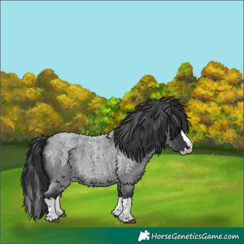 Horse Color:Blue Roan Splash 