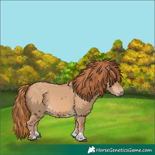 Horse Color:Red Dun 