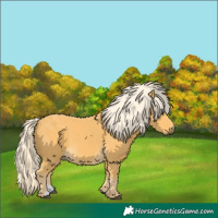 Horse Color:Palomino