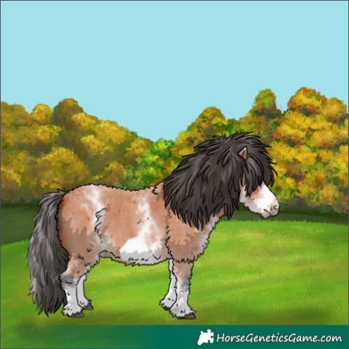 Horse Color:White Spotted Bay Sabino Frame 