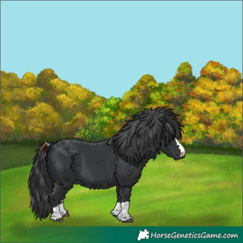 Horse Color:Black 