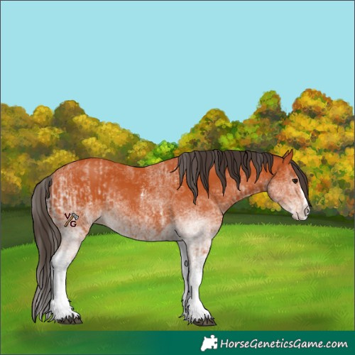 Horse Color:White Spotted Bay Splash  and White Spotted Bay Splash 
