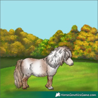 Horse Color:Gray Chestnut