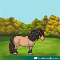 Horse Color:Bay Dun