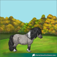 Horse Color:Grullo Roan Tobiano 