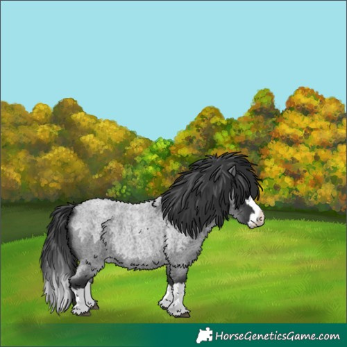 Horse Color:Blue Roan Splash