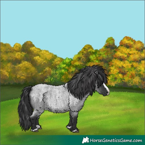 Horse Color:Blue Roan Splash 