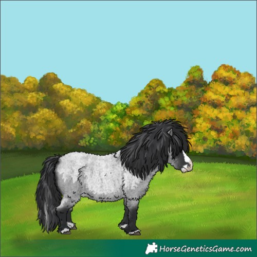 Horse Color:Blue Roan Splash 