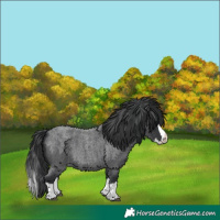 Horse Color:Blue Roan Splash