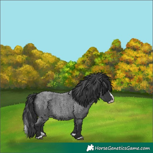 Horse Color:Blue Roan Splash 