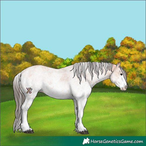 Horse Color:White Spotted Bay Splash Appaloosa and White Spotted Bay Appaloosa