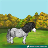 Horse Color:Blue Roan Splash