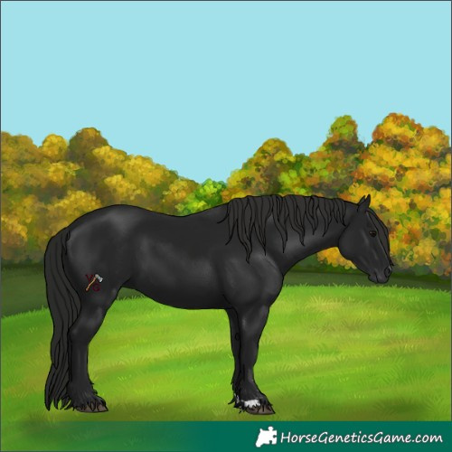Horse Color:Gray Black 