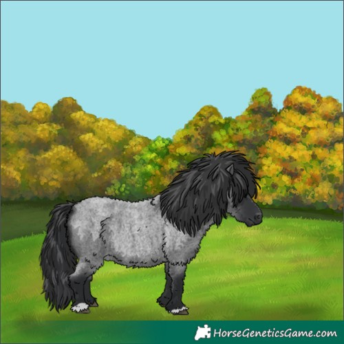 Horse Color:Blue Roan