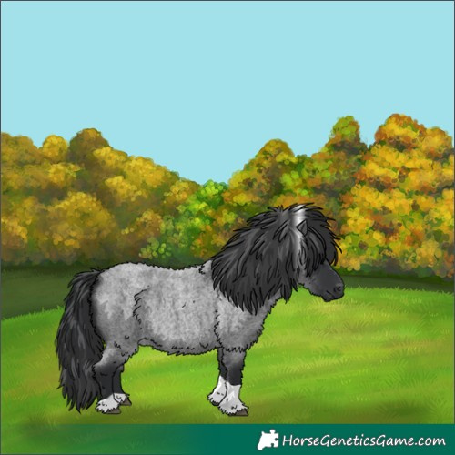 Horse Color:Blue Roan Tobiano