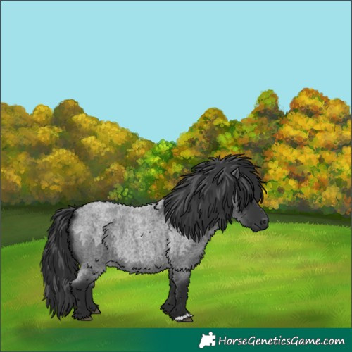 Horse Color:Blue Roan 