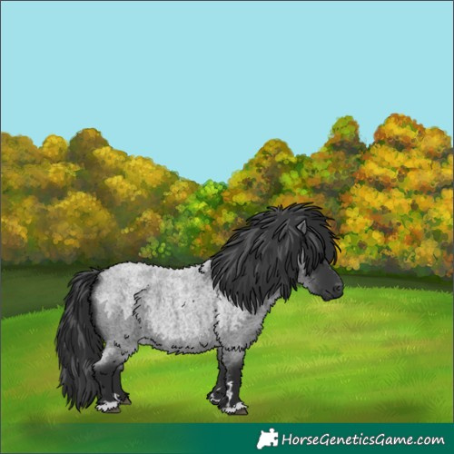 Horse Color:Blue Roan 