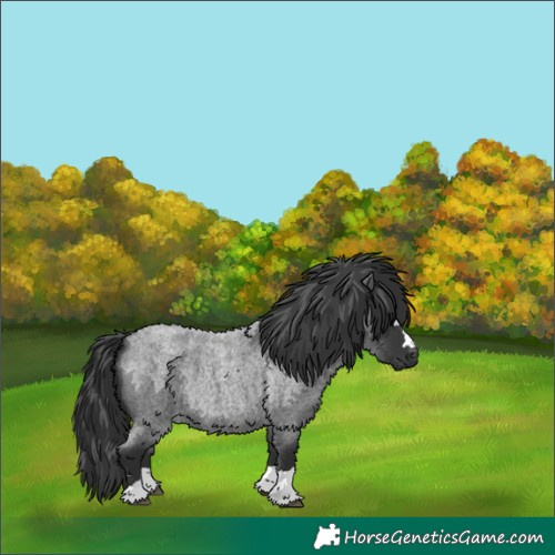Horse Color:Blue Roan