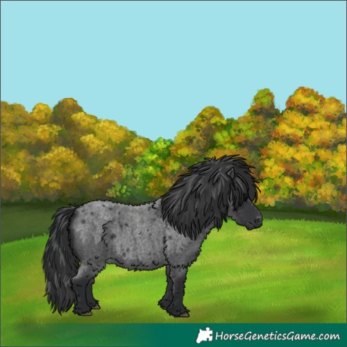 Horse Color:Blue Roan
