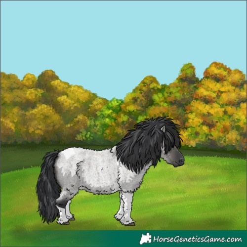 Horse Color:Grullo Roan Tobiano 
