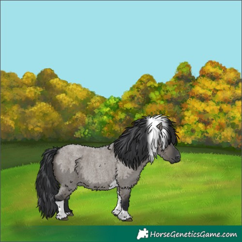 Horse Color:Grullo Roan Tobiano