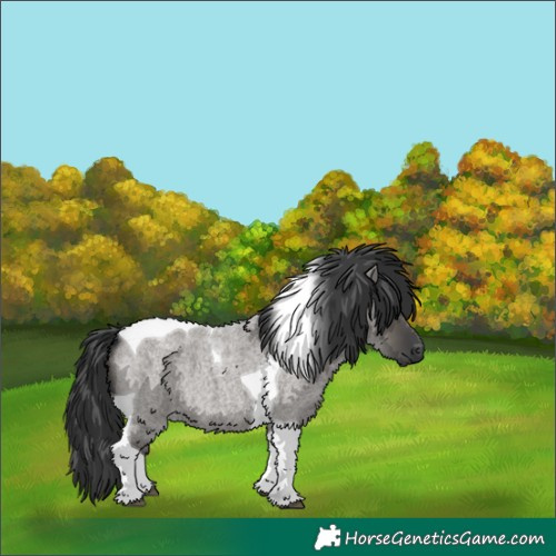 Horse Color:Grullo Roan Tobiano