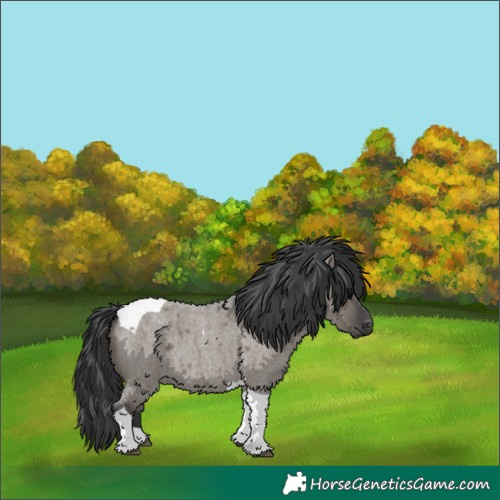 Horse Color:Grullo Roan Tobiano 