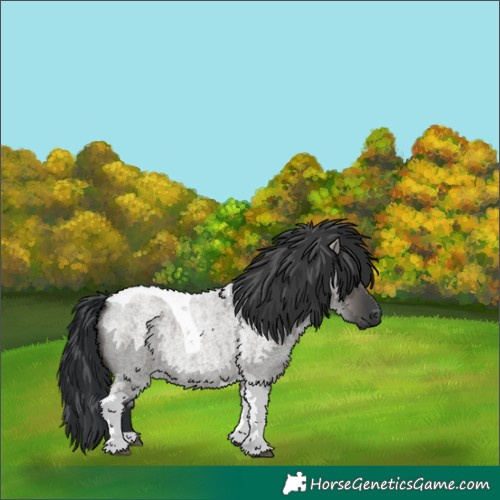 Horse Color:Grullo Roan Tobiano 