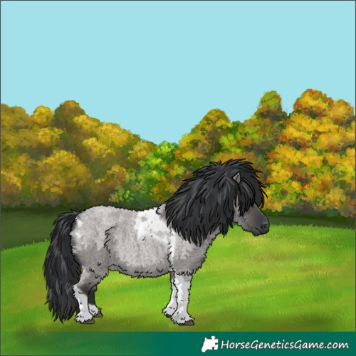 Horse Color:Grullo Roan Tobiano 