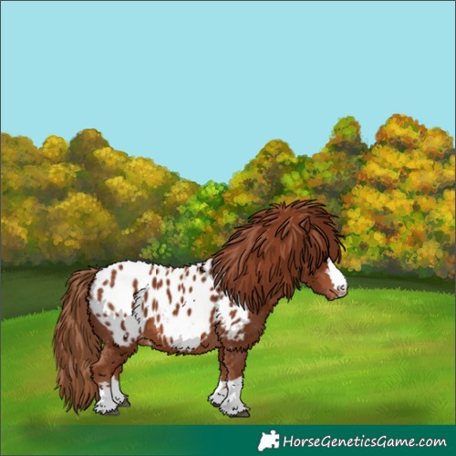 Horse Color:Chestnut Blanket