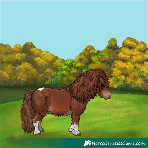 Horse Color:Chestnut Tobiano Rabicano 