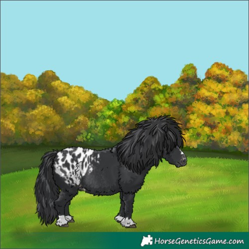Horse Color:Black Appaloosa Rabicano 