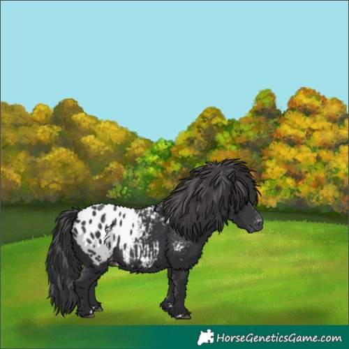 Horse Color:Black Blanket Rabicano 