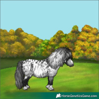 Horse Color:Gray Black Appaloosa
