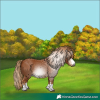 Horse Color:Gray Chestnut