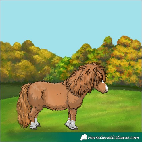 Horse Color:Chestnut 