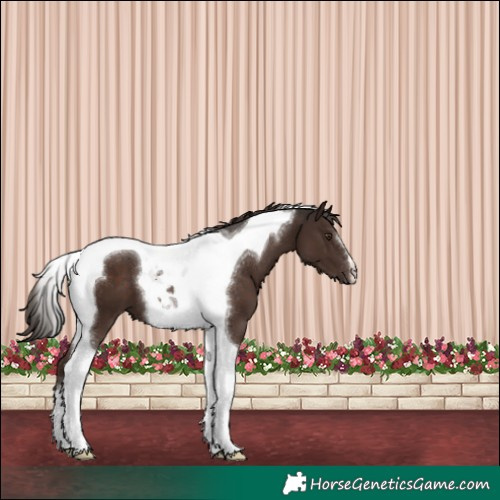 Horse Color:Liver Chestnut Tobiano 