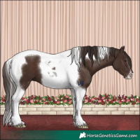 Horse Color:Liver Chestnut Tobiano