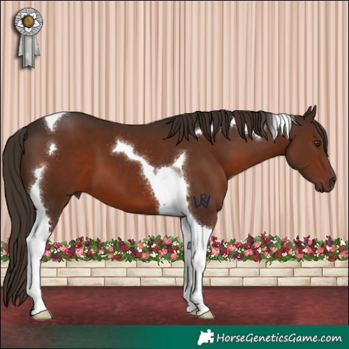 Horse Color:Liver Chestnut Tobiano 