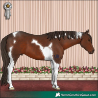 Horse Color:Liver Chestnut Tobiano