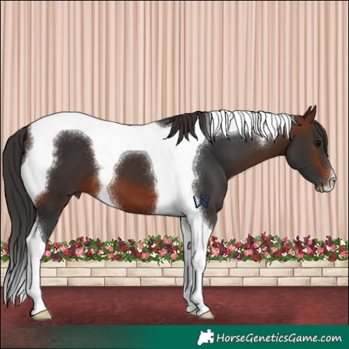 Horse Color:Brown Tobiano