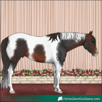 Horse Color:Brown Tobiano 