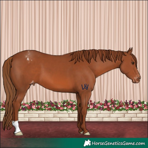 Horse Color:Chestnut Appaloosa 
