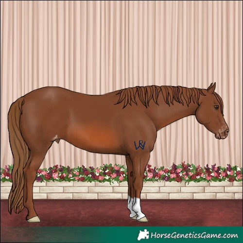 Horse Color:Chestnut Appaloosa 