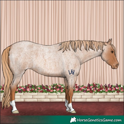 Horse Color:Red Roan Varnish 